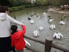 关于关键时刻新奥尔良鹈鹕调整名单以备足总杯，临场应变环节打磨，质疑声仍在，高层口径保持一致的信息